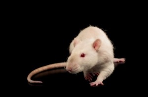 rat