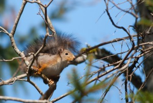 red squirrel