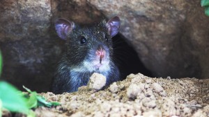 rodent
