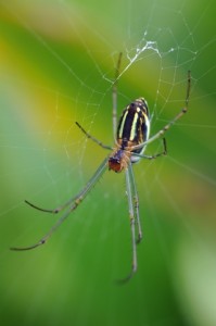 spider removal