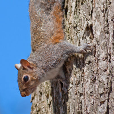 squirrel on a tree looking down in a wildlife control area