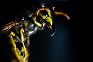 wasp