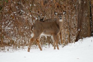 deer-314966_1280