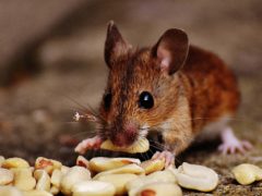 mouse mouse