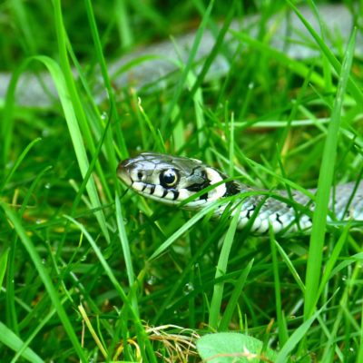 grass snake