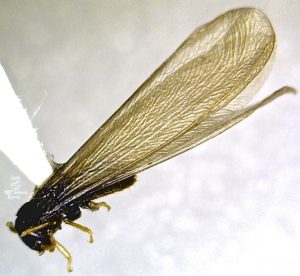 insect