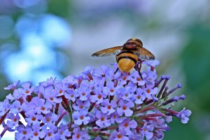 bee