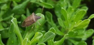 bug