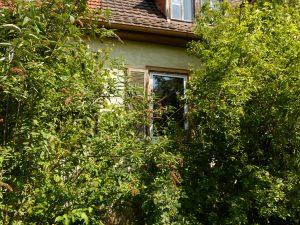 house with shrubbery
