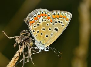 insects