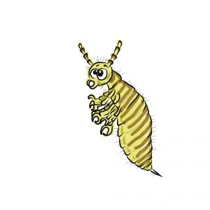 lice
