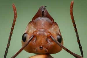 ant exterminators