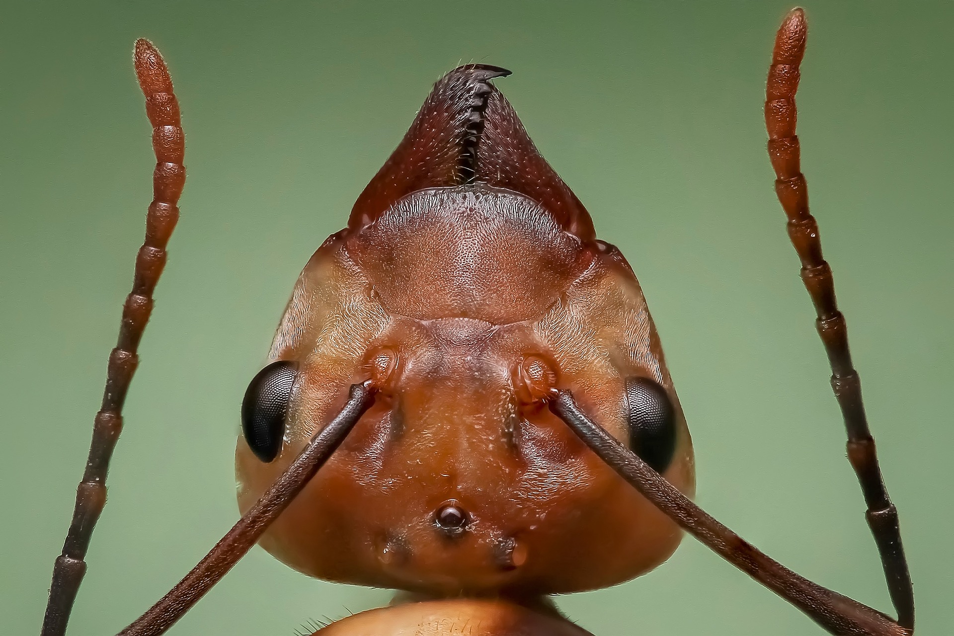 Winder GA pest control