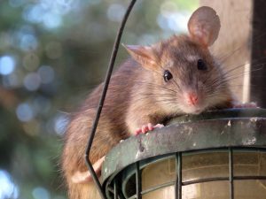 Wildlife control and wildlife Removal with Expest Exterminators