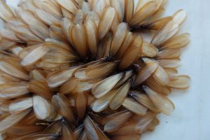 termites