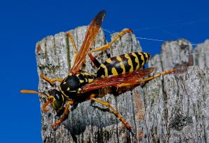 wasp
