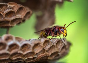 bee