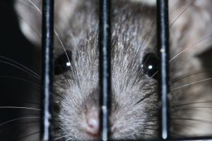 color rat