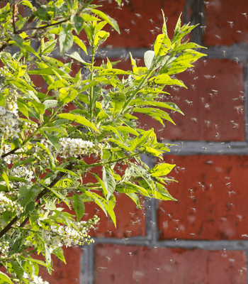 mosquitoes around a bush in a mosquito control area