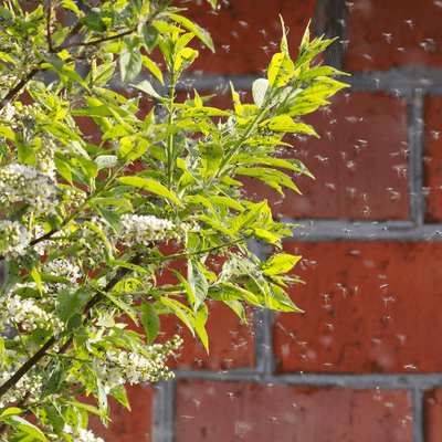 mosquitoes around a bush in a mosquito control area