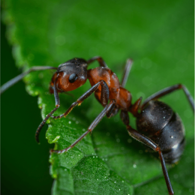 ant on a green leaf trying to escape conyers ga pest control
