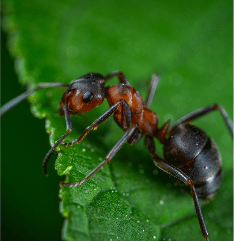 ant on a green leaf trying to escape pest control alpharetta