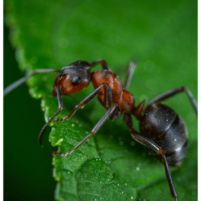 ant on a green leaf trying to escape cumming ga pest control