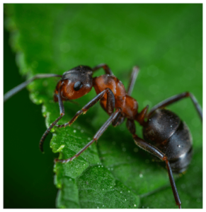 ant on a green leaf trying to escape decatur ga pest control