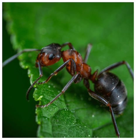 ant on a green leaf trying to escape pest control dacula ga