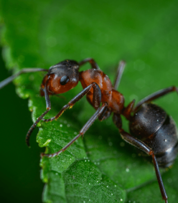 pest control norcross ga