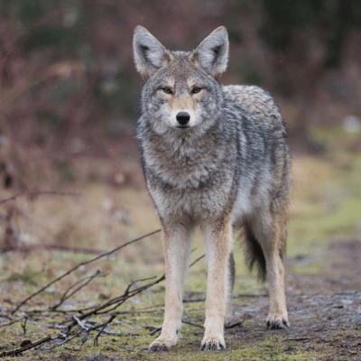 coyote removal in athens ga