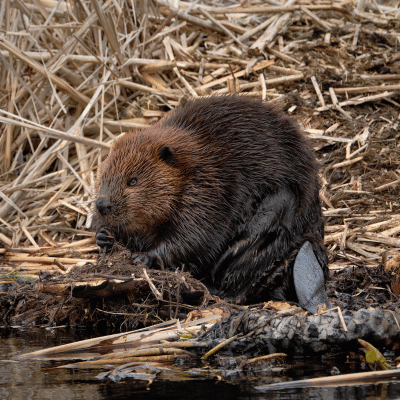 beaver removal in Snellville GA