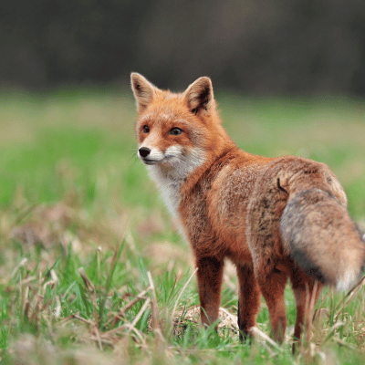 fox removal in Snellville GA