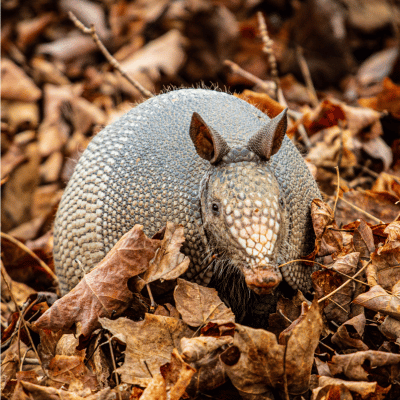 armadillo removal in grayson ga armadillo removal in grayson ga