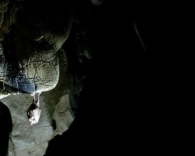 bat removal in lilburn ga
