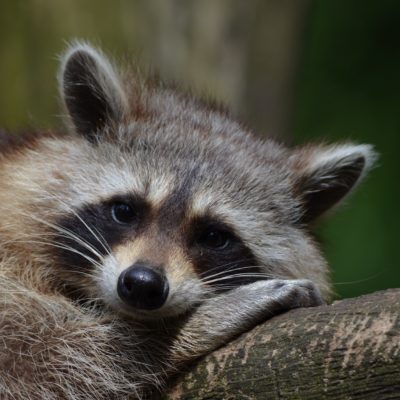 raccoon removal in lilburn ga