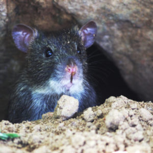 rat and mouse removal in sandy springs ga