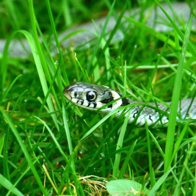 snake removal in grayson ga snake removal in grayson ga