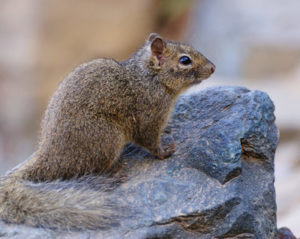 squirrel removal in lawrenceville ga