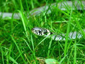wildlife removal services in Alpharetta GA-Snake