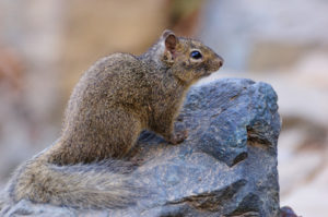 wildlife removal services in Alpharetta GA-Squirrel