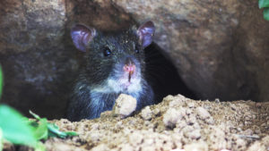 wildlife removal services in Buford GA-rodant