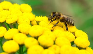 wildlife removal services in Buford GA-Honeybee