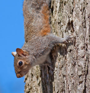 Pest Control Services in Bogart GA